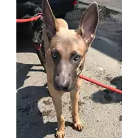 Foto dell\'animale cane - Matr. 2019/1937 - Microchip 380260043869662
