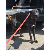Foto dell\'animale cane - Matr. 2019/1938 - Microchip 380260043872645