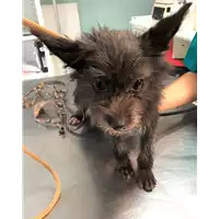 Foto dell\'animale cane - Matr. 2019/1942 - Microchip 380260043870284