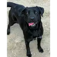 Foto dell\'animale cane - Matr. 2019/1941 - Microchip 380260043873254