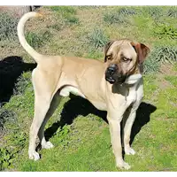 Foto dell\'animale cane - Matr. 2019/1940 - Microchip 380260101170316