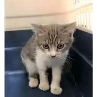 Foto dell\'animale gatto - Matr. 2019/1943 - Microchip 380260043873010