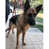 Foto dell\'animale cane - Matr. 2018/1642 - Microchip 380260042816320