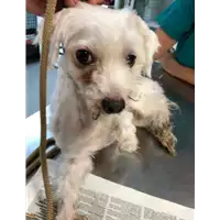 Foto dell\'animale cane - Matr. 2019/1944 - Microchip 380260043872816