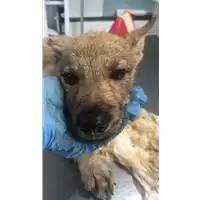 Foto dell\'animale cane - Matr. 2019/1947 - Microchip 380260043870287