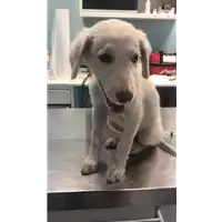 Foto dell\'animale cane - Matr. 2019/1949 - Microchip 380260043869794