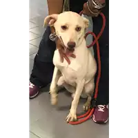 Foto dell\'animale cane - Matr. 2019/1951 - Microchip 380260043873028