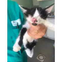 Foto dell\'animale gatto - Matr. 2019/1953 - Microchip 380260043869556