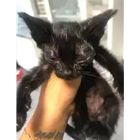 Foto dell\'animale gatto - Matr. 2019/1954 - Microchip 380260043873278