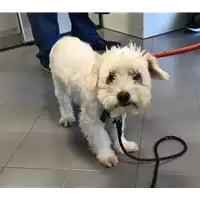 Foto dell\'animale cane - Matr. 2019/1952 - Microchip 380260000858301