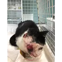 Foto dell\'animale gatto - Matr. 2019/1955 - Microchip 380260043872889