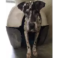 Foto dell\'animale cane - Matr. 2017/0268 - Microchip 380260002298970