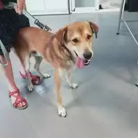 Foto dell\'animale cane - Matr. 2019/1957 - Microchip 380260002953175