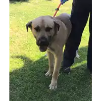 Foto dell\'animale cane - Matr. 2019/1751 - Microchip 380260004901180