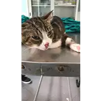 Foto dell\'animale gatto - Matr. 2019/1964 - Microchip 380260043873122