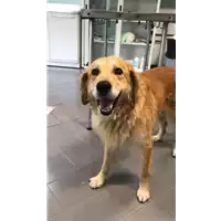 Foto dell\'animale cane - Matr. 2019/1962 - Microchip 380260043873104