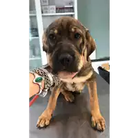 Foto dell\'animale cane - Matr. 2019/1960 - Microchip 380260043872923
