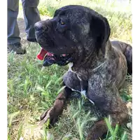 Foto dell\'animale cane - Matr. 2016/2028 - Microchip 380260042530428