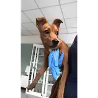 Foto dell\'animale cane - Matr. 2019/1969 - Microchip 380260043681028