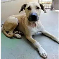 Foto dell\'animale cane - Matr. 2019/1443 - Microchip 380260043847769