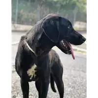 Foto dell\'animale cane - Matr. 2019/1129 - Microchip 380260043642456
