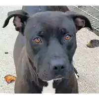 Foto dell\'animale cane - Matr. 2019/1277 - Microchip 380260043684337