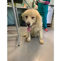 Foto dell\'animale cane - Matr. 2017/0286 - Microchip 380260002302645
