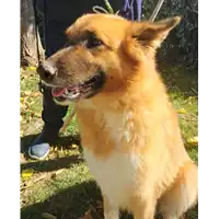 Foto dell\'animale cane - Matr. 2019/1975 - Microchip 380260043680984