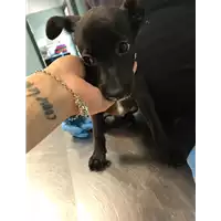 Foto dell\'animale cane - Matr. 2019/1977 - Microchip 380260043681071