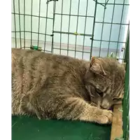 Foto dell\'animale gatto - Matr. 2019/1985 - Microchip 380260043686521