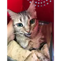 Foto dell\'animale gatto - Matr. 2019/1984 - Microchip 380260043681118