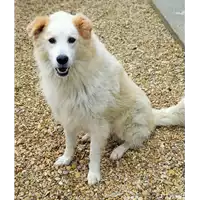 Foto dell\'animale cane - Matr. 2019/1987 - Microchip 380260043873165
