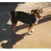 Foto dell\'animale cane - Matr. 2019/1989 - Microchip 380260043869515