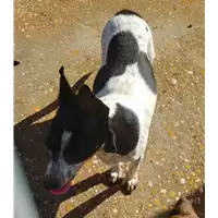 Foto dell\'animale cane - Matr. 2019/1988 - Microchip 380260043873289