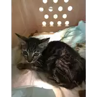 Foto dell\'animale gatto - Matr. 2019/1996 - Microchip 380260043869593