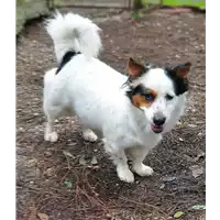 Foto dell\'animale cane - Matr. 2019/0335 - Microchip 380260043853018