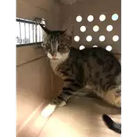 Foto dell\'animale gatto - Matr. 2019/2000 - Microchip 380260043873442