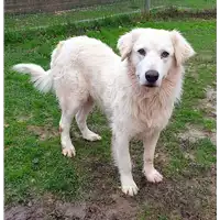 Foto dell\'animale cane - Matr. 2019/2001 - Microchip 380260043869546