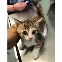 Foto dell\'animale gatto - Matr. 2019/2004 - Microchip 380260043872917