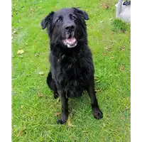 Foto dell\'animale cane - Matr. 2017/0270 - Microchip 380260002301070