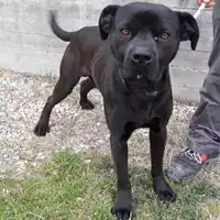 Foto dell\'animale cane - Matr. 2016/1661 - Microchip 380260042790292