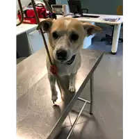 Foto dell\'animale cane - Matr. 2019/2012 - Microchip 380260043873219