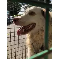 Foto dell\'animale cane - Matr. 2019/2014 - Microchip 380260043872905