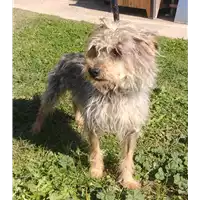 Foto dell\'animale cane - Matr. 2019/2016 - Microchip 380260043870292