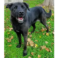 Foto dell\'animale cane - Matr. 2019/2019 - Microchip 380260043872799