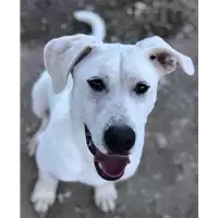 Foto dell\'animale cane - Matr. 2019/0495 - Microchip 380260043870324