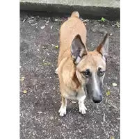 Foto dell\'animale cane - Matr. 2019/1719 - Microchip 380260043686529