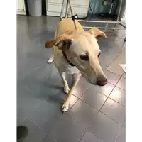 Foto dell\'animale cane - Matr. 2019/2027 - Microchip 941000017086243