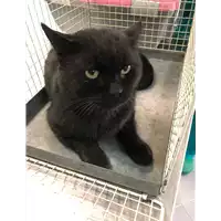 Foto dell\'animale gatto - Matr. 2019/2028 - Microchip 380260002312172