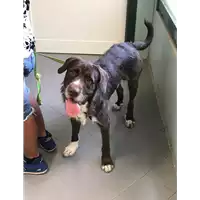 Foto dell\'animale cane - Matr. 2019/1635 - Microchip 380260002851945